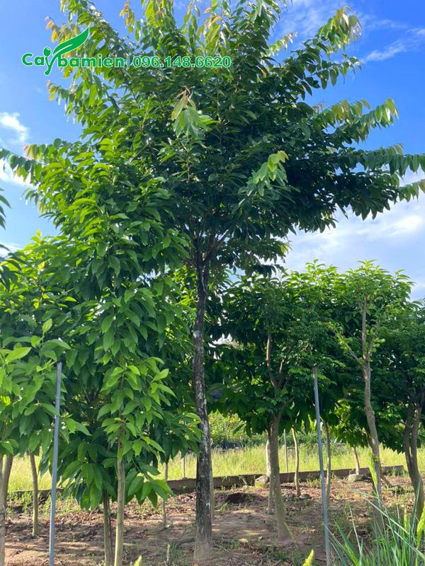 Cây đánh thẳng, sẵn tán đẹp, đang ra nhiều chồi non