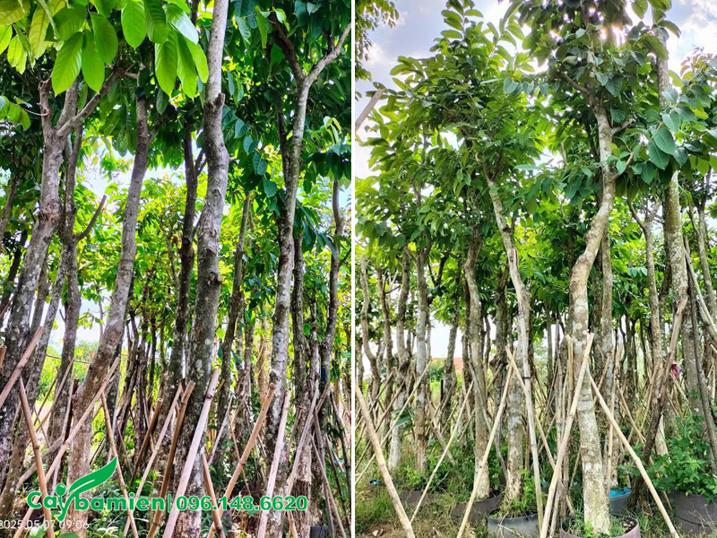 Chống đỡ chắc chắn cho vườn cây hoa bằng lăng tím công trình