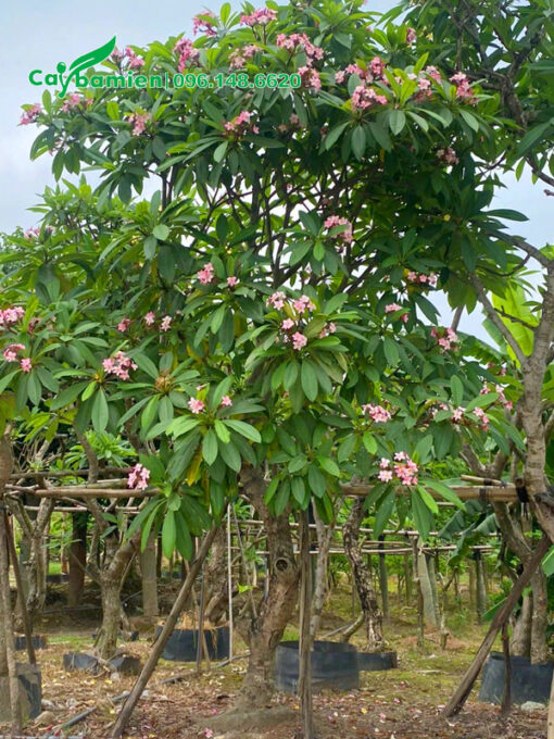 Cây sứ đại hoa màu hồng phấn siêu đẹp