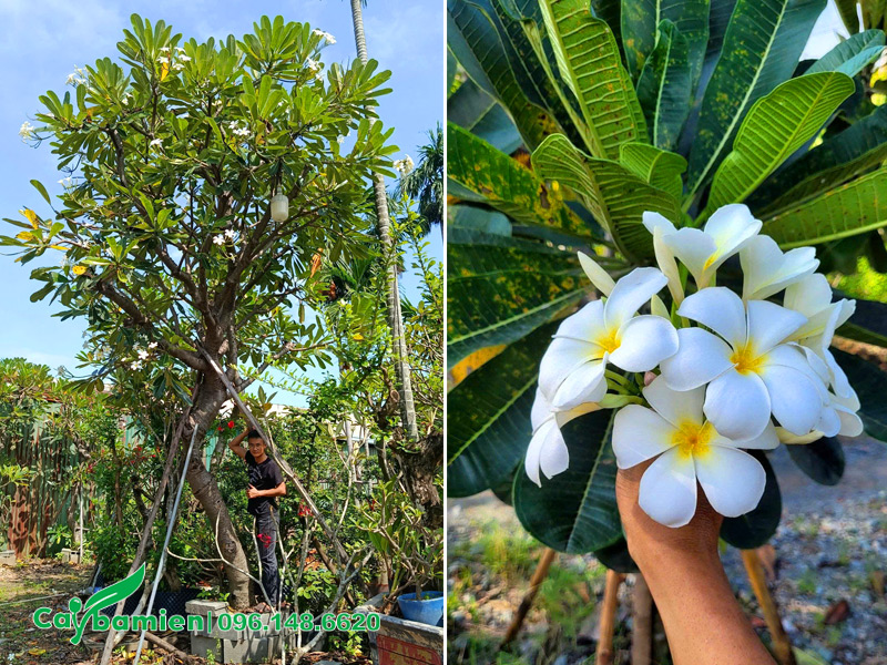 Vườn dưỡng ủ cây hoa đại trắng công trình chiều cao 5-7m