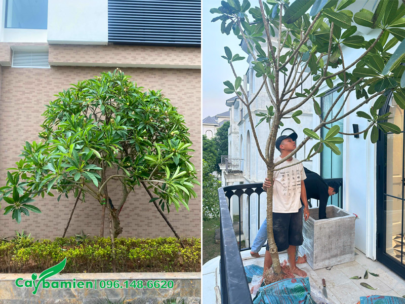 Cây hoa đại trồng ở ban công, sân thượng