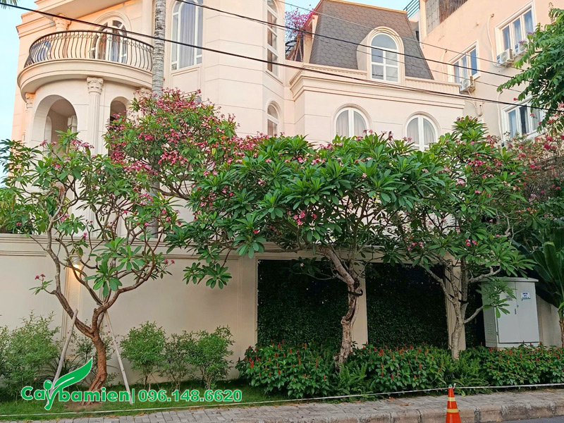 Hàng cây hoa đại đỏ trồng nhà biệt thự