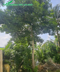 Kèn hồng tại vườn trồng