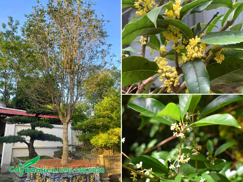 Cây hoa mộc hương ta lâu năm, đã lên chậu