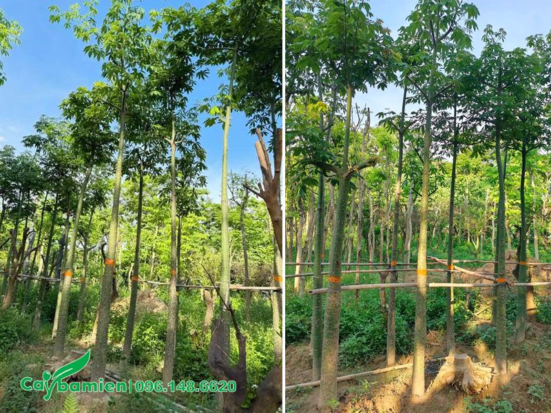 Những hàng cây Mỹ Nhân đã dâm ủ kỹ