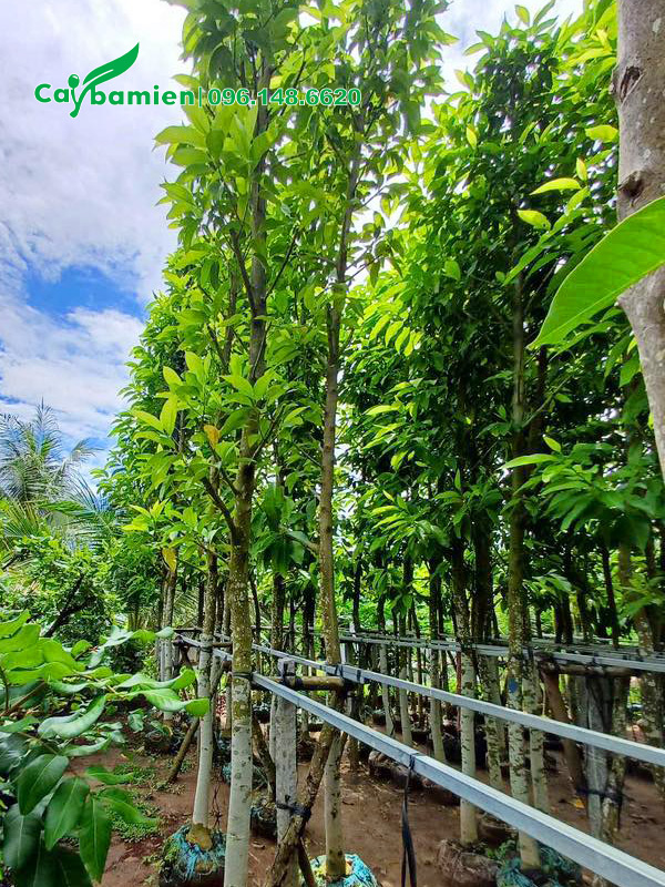 CÂY HOA NGỌC LAN - Ảnh 12