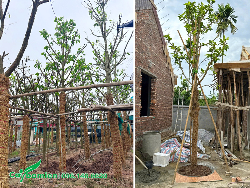 Bán và trồng cây hoa ngọc lan công trình