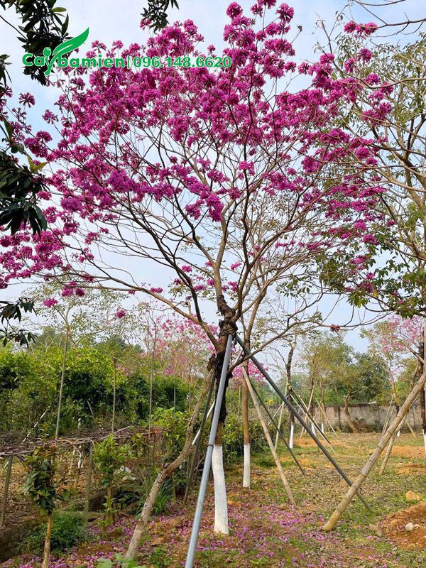 CÂY PHONG LINH TÍM
