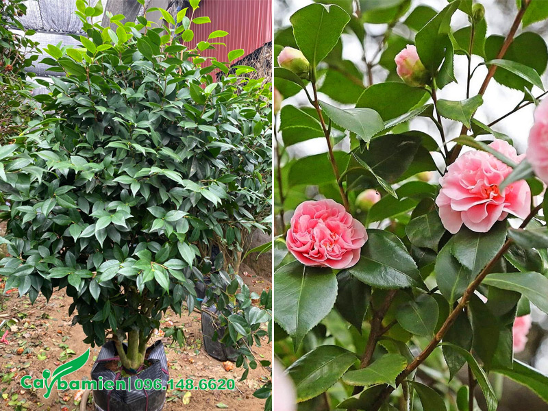 Cây hoa trà hồng cao hơn 1m