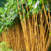 Cây Hoàng Trúc thân vàng đẹp