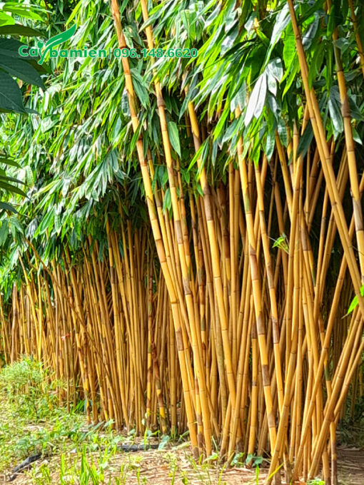 Cây Hoàng Trúc thân vàng đẹp
