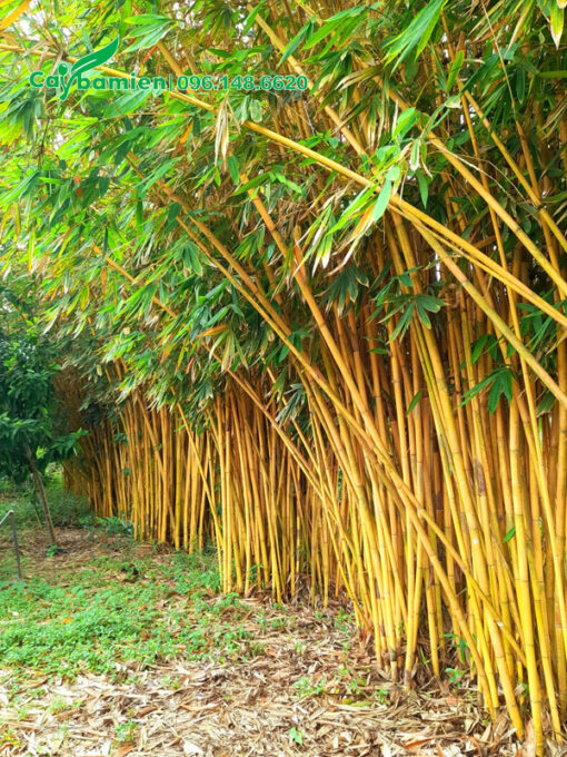 Những bụi trúc thân vàng siêu đẹp, đường kính bụi khoảng 70 - 80cm