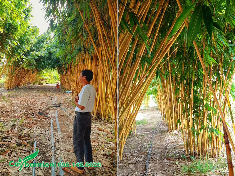 Vườn Hoàng Trúc đẹp, thân vàng óng thu hút