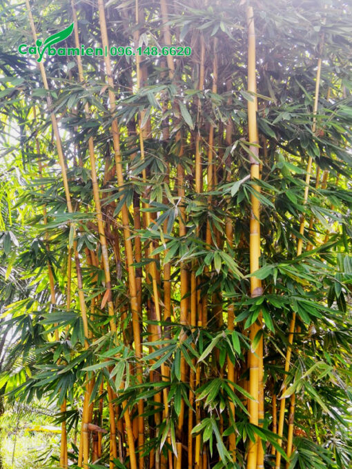 Bụi trúc thân vàng lớn, cành lá sum suê