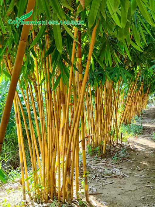 Hàng trúc đẹp, chiều cao 5 - 7m