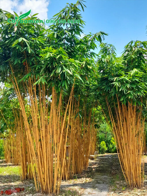 Hoàng Trúc cảnh, chiều cao khoảng 3 - 4m