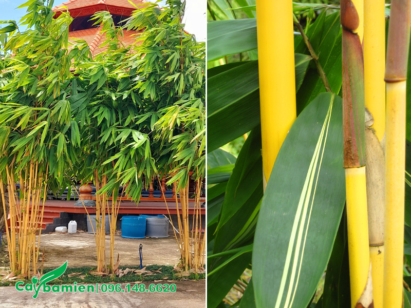 Trồng cây Hoàng Trúc thu hút tài lộc