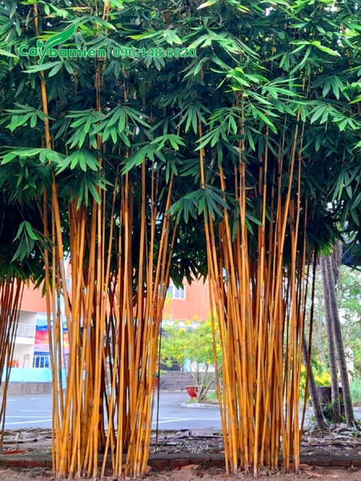 Trồng cây hoàng trúc Bali ở công viên