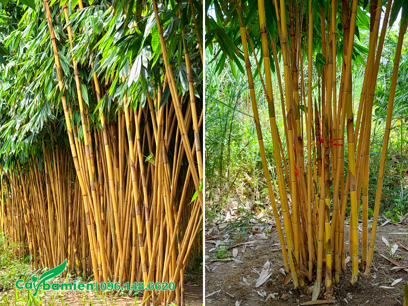 Vườn cây Hoàng Trúc trưởng thành, đường kính gốc 40cm