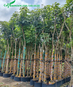 Hàng trăm cây kèn hồng cao 4 - 5m, đã dưỡng ủ thời gian dài