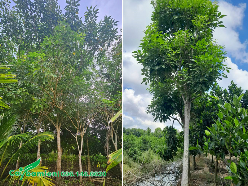 Cây kèn hồng đường kính gốc 10 - 15cm đánh thẳng tại vườn