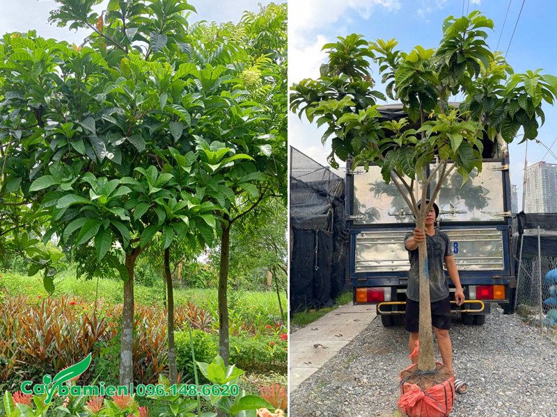 Vườn cây hoa lộc vừng trắng cao hơn 2m
