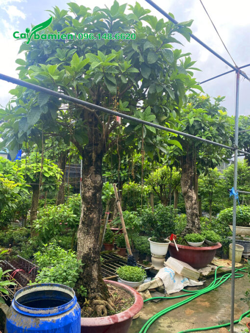 Lộc vừng hoa trắng cổ thụ cao hơn 2m, đã trồng vào chậu