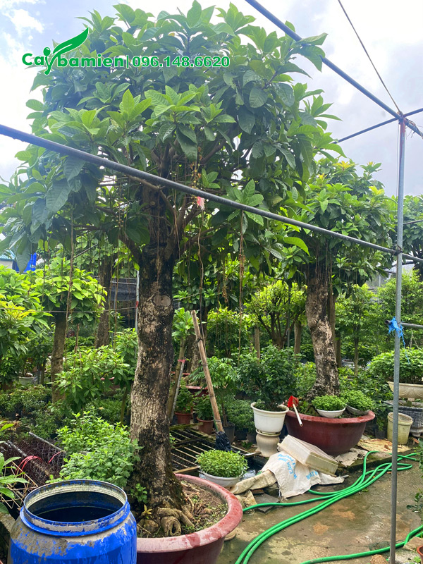 Lộc vừng hoa trắng cổ thụ cao hơn 2m, đã trồng vào chậu