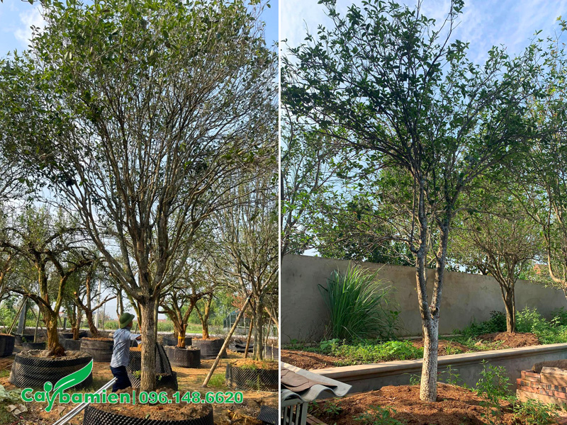 Những cây hoa mộc hương cổ thụ có giá trị cực cao