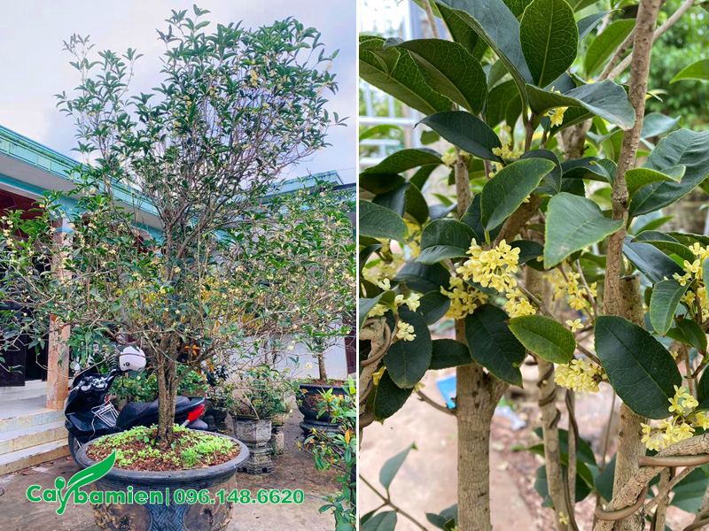 Thu hái hoa mộc hương làm thuốc trị ho, ướm trà, ngâm rượu thuốc