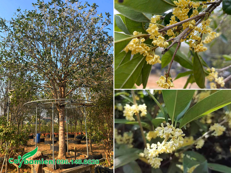 Cây hoa mộc hương ta thẳng đẹp, đã lên chậu, dựng khung đẹp