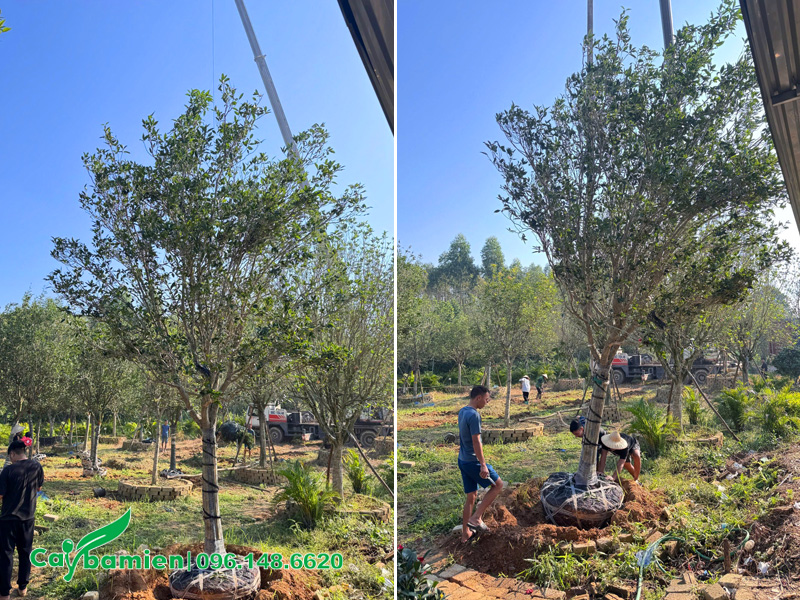 Bứng bầu cây mộc hương cổ thụ, thoát thân cao 2m