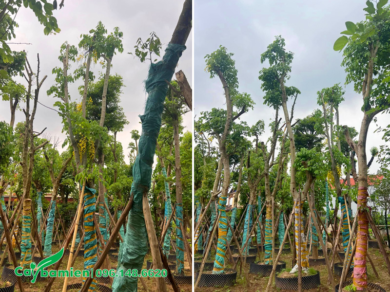 Hàng chục cây muồng hoàng yến đường kính gốc 15 - 18cm dưỡng trong bầu nổi hơn 4 tháng