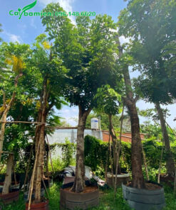 Cây hoa muồng hoàng yến cổ thụ, thoát thân cao 3m trở lên