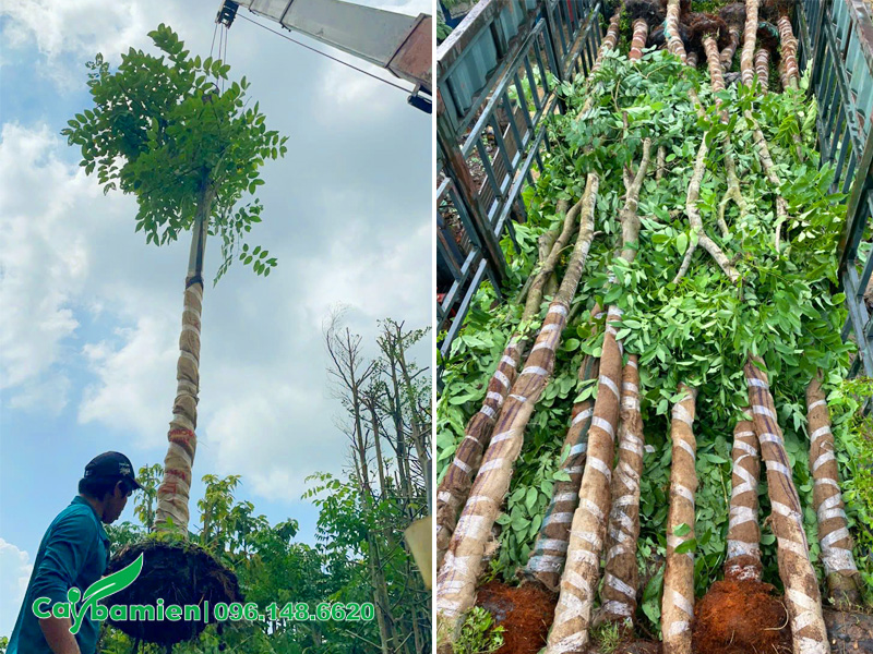 Cây được bọc thân chắc chắn, cẩu xếp lên xe đầu kéo thùng dài