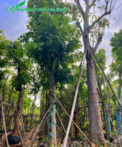 Cây đã thuần dưỡng trên 6 tháng, tán lá ra đều và đẹp