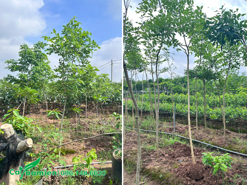 Vườn trồng cây muồng hoàng yến từ bé tại vườn, đường kính gốc 3 - 4cm