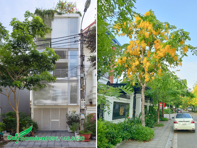 Trồng cây hoa muồng hoàng yến trước nhà, hoa vàng nở rực rỡ