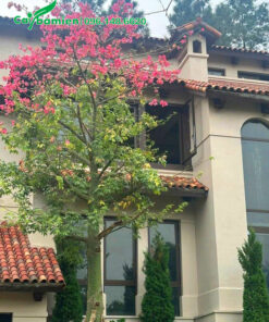 Cây trồng trước sân vườn biệt thự, đã sẵn hoa nở