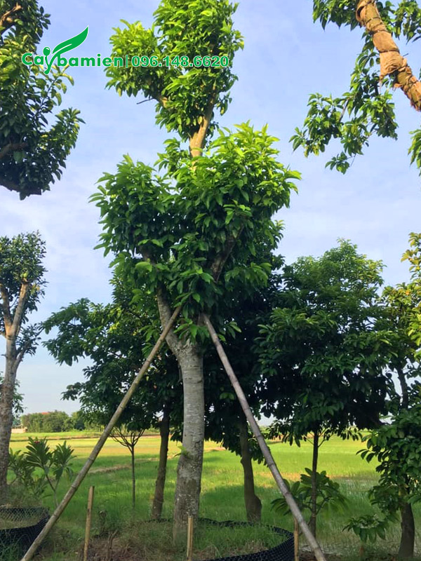 Cây hoa ngọc lan cổ thụ đường kính gốc 20cm