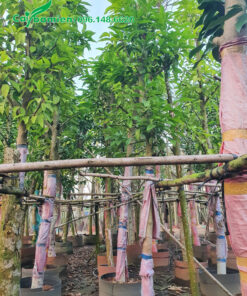 Vườn cây ngọc lan hoa trắng cao 6 - 7m