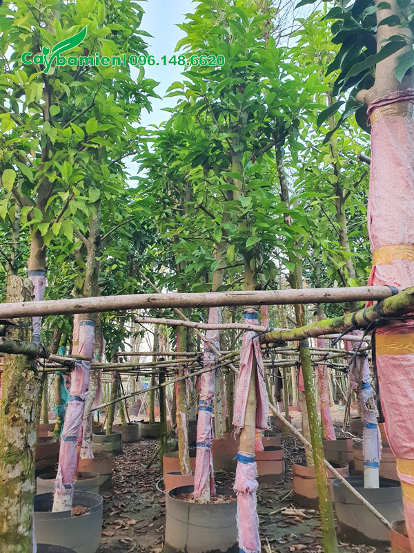 Vườn cây ngọc lan hoa trắng cao 6 - 7m