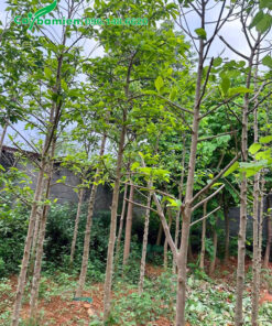 Cây nhỏ cao 4m, cành đã được cắt tỉa gọn