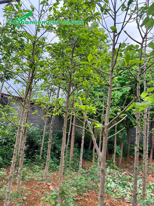 Cây nhỏ cao 4m, cành đã được cắt tỉa gọn