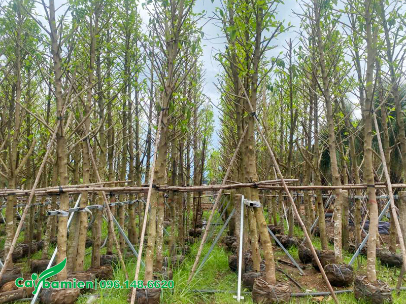 Vườn dưỡng ủ cây ngọc lan thân gỗ thẳng đẹp