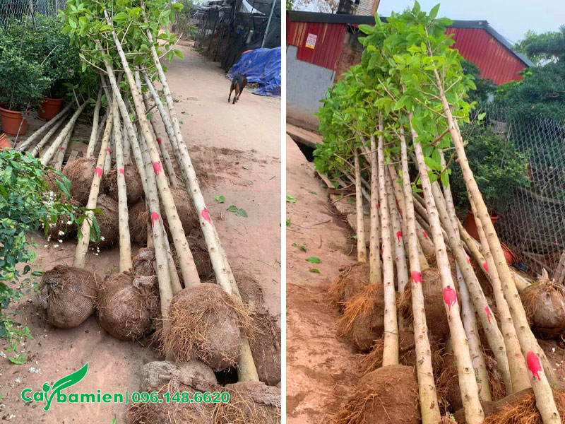 Ngọc lan công trình cao 5m, đường kính gốc 10cm