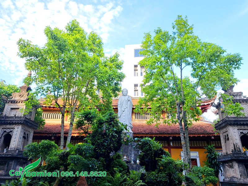 Hai cây hoa ngọc lan trắng trồng trong sân chùa