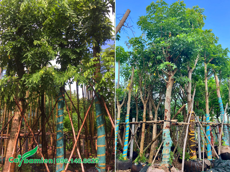 Bãi dâm ủ cây muồng hoàng yến lâu năm, đường kính gốc 20 - 25cm