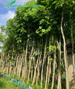 Muồng hoàng yến công trình loại nhỏ, đường kính gốc 5 - 7cm