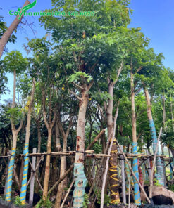 Cây dưỡng ủ đường kính gốc 20cm trở lên